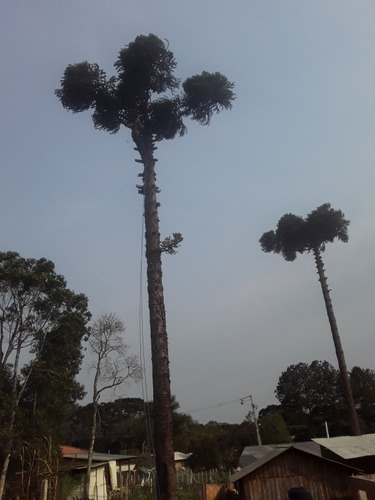 Imagem 2 de 4 de Podas De Árvores