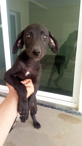 Cachorro Weimaraner