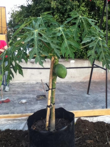 50 Semillas De Papaya Enana Para Maceta + Regalo