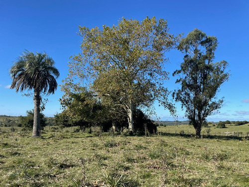 Campo De 11 Hectáreas Dividido En 5 Potreros Excelente Para Ganaderia En Rocha