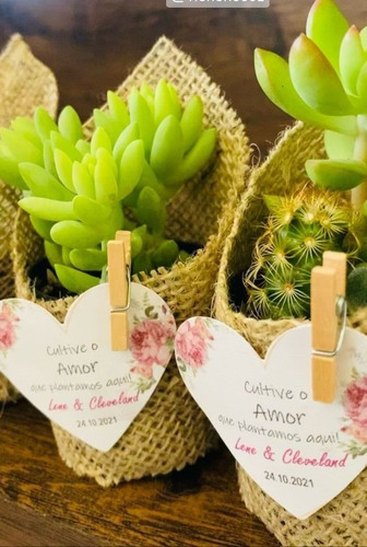 Imagen 6 de 9 de Suculentas Plantas Vivas Cactus, Recuerdos Colección Dsctos
