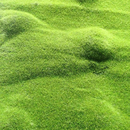 Qauzuy Garden Más De 200 Semillas Scottish Irish Moss Pearlw