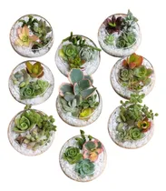 Comprar Pack 15 Terrarios Suculenta Vidrio Alto0\u002Fsouvenir\u002Ffiesta\u002F6cm