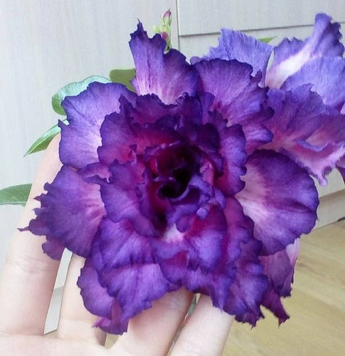 Rosas De Desierto Adenium Obesum Morado Fluorescente+ Regalo