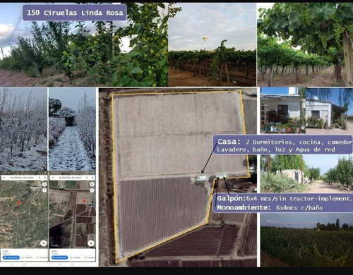 Finca, Rodriguez Peña Junin Mendoza