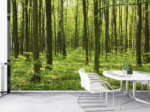 Vinil Decorativo Fotomural, Bosque Verde Al Amanecer Multicolor