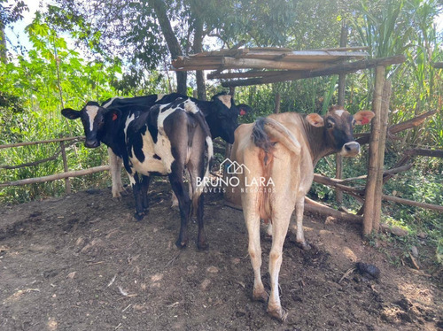 Imagem 21 de 30 de Sítio À Venda Em Igarapé Bairro Jardim Vila Rica - Si0095