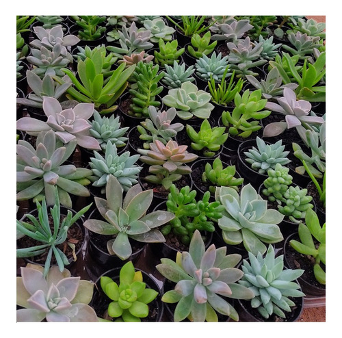 Kit 10 Mudas Flor Suculentas Promoção
