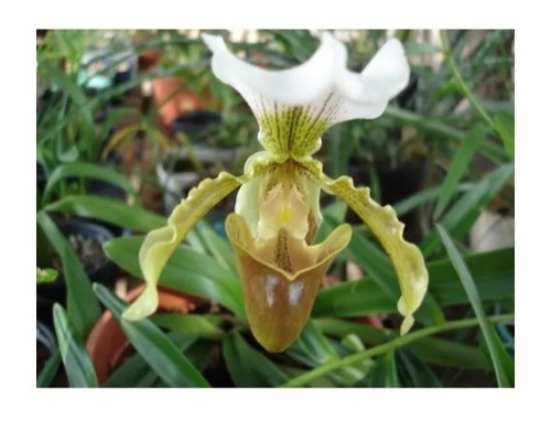 Mudas De Orquídeas Sapatinho Paphiopedilum Leeanum Semadulta | Parcelamento  sem juros