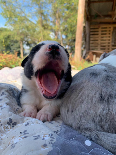 Cachorritos Border Collie