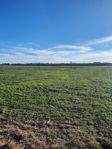 Imagen 3 de 12 de Campo - Costa Del Uruguay