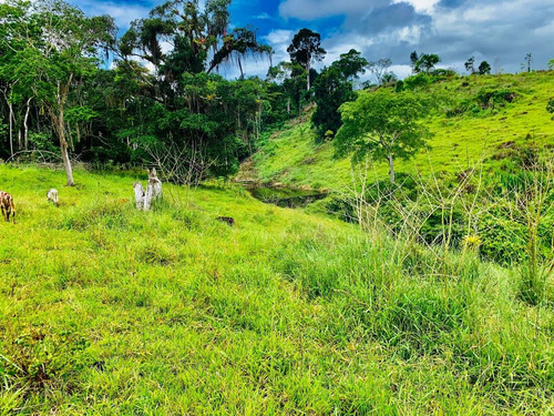 Imagem 9 de 15 de Vendo Fazenda Com 55 Hectares Na Região De Itajuípe/ba - 4586
