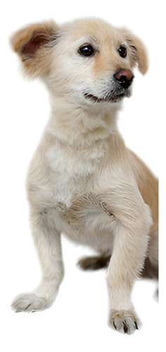 Hermosa Mascota Perro Cachorro Gato Hueso Mastica Juguete Sq