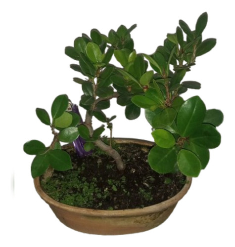Bonsai Ficus Panda Con Frutos De Jinsei Bonsai