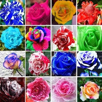 200 Sementes Mix Rosas 16 Cores P/mudas Bonsai Gramas Jardin
