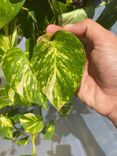 Jiboia Verde Amarela - Planta Aérea 20cm