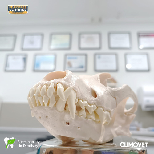 Servicio De Odontología Veterinaria