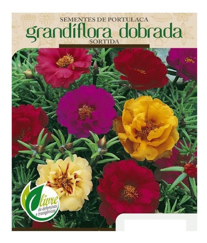 Kit 1200 Sementes Flor 11 Horas + Vinca Maria Sem Vergonha | MercadoLivre