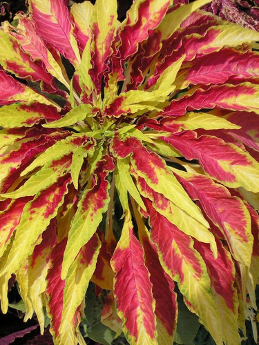 30 Sementes De Amaranto Illumination - Inacreditáveis Folhas