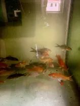 Comprar Peces Koi 