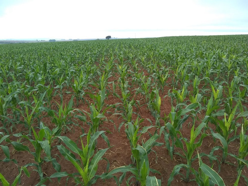 Imagem 7 de 30 de Fazenda 632 Alqueires, Dupla Apetidão, 74% De Aproveitamento, 427 Alqueires Em Lavoura, 40 Alqueires Em Pecuária, Topografia Plana, Casa Sede - Fa00031 - 69832504
