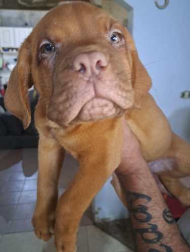 Cachorros Dogo De Burdeos