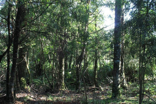 Imagen 19 de 30 de Agrícola En Venta En Puerto Varas