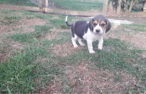 Imagen 3 de 4 de Cachorros Bealge Mascotas Rionegro Medellin Bogotá Cali