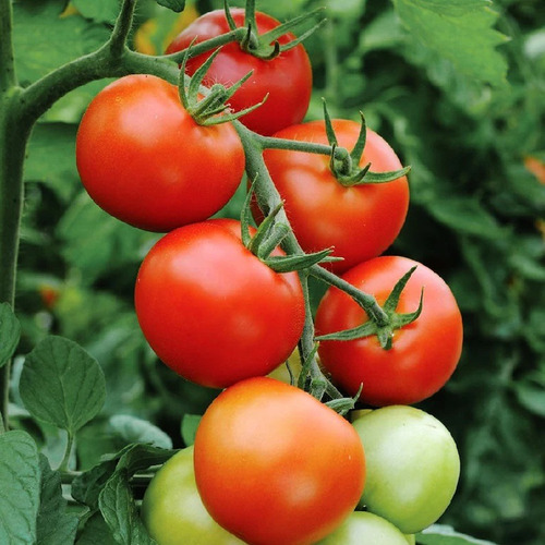 100 Semillas De Tomate De  Floradade + Instructivo