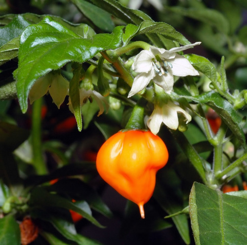 Chile Habanero Naranja!! El Más Picante!! Semillas Orgánicas