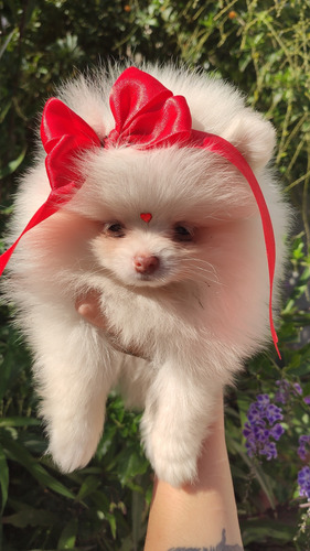 Pomerania Blanca Mini Cara De Oso Blanco