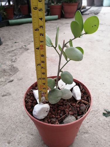 Suculenta Rara. Xerosicyos Danguyi. Hoja Redondas (Usado)