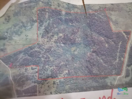 Imagen 4 de 7 de 87 Has Forestadas Con 40 Efectivas - Aiguá