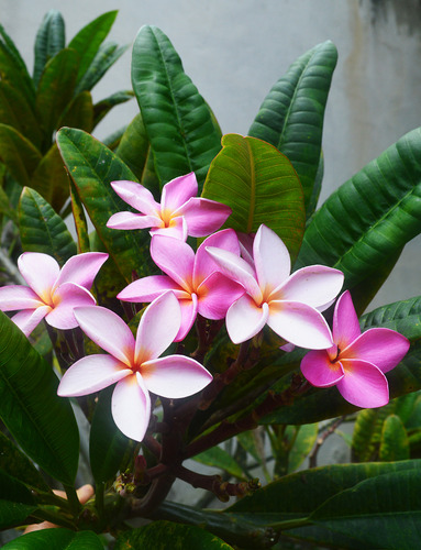Plantas Flor De Mayo, Arbol De Flores Rosadas En Ramillete