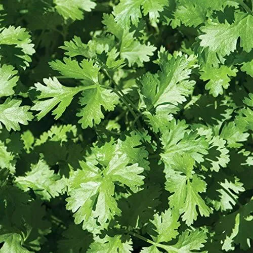 Semillas De Cilantro Calypso De David's Garden Seeds (verde)