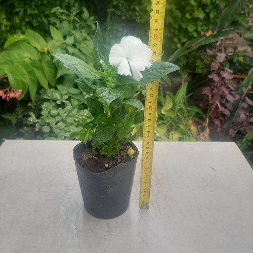 Imagen 3 de 6 de Planta Alegria Guineana Color Blanco Moron Raices Arcoiris
