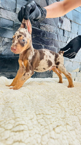 Doberman Exóticos Merle Con Gen Albino Opcion Akc Con Chip Choco Merle