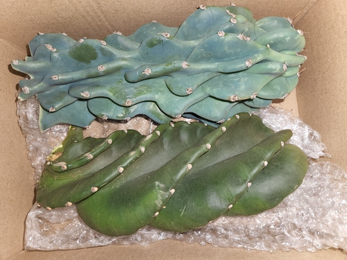 Kit Estaca Cacto Parafuso E Cacto Monstro Azul