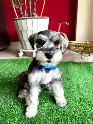 Cachorros Schnauzer Miniatura 