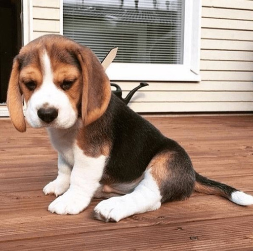 Cachorros Beagle Macho Pequeño Sabueso Ladriditoss