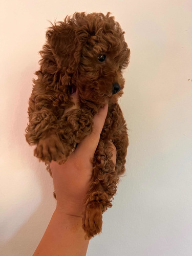 Poodle Mini Toy Rojos