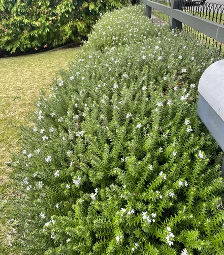 Westringia Fruticosa, Romerito, Romero Australiano Plantas