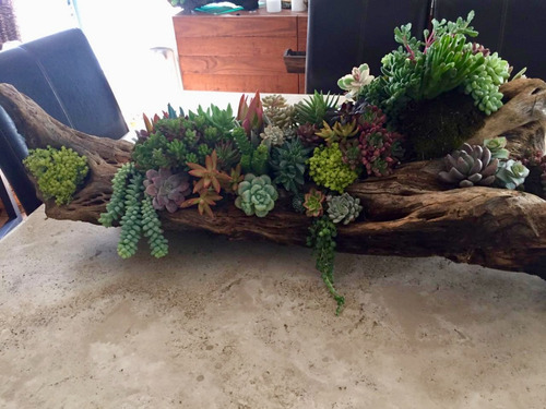 Arreglo Maceta Tronco Con Suculentas Naturales Jumbo 90 Cm Multicolor