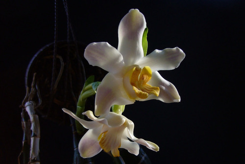 4 Orquideas Mas Envio