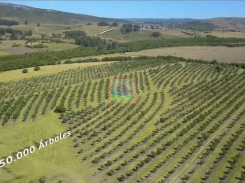 Imagen 9 de 14 de Campo De Olivos 324 Has En Los Caracoles