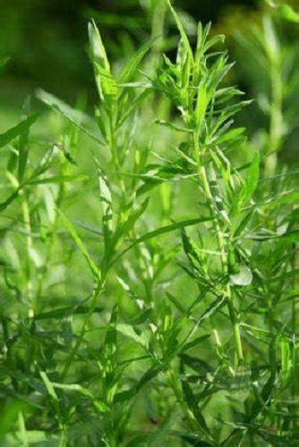 Estragão Russo - Artemisia - 0,2g = 1.100 Sementes
