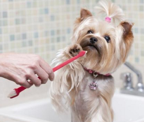 Imagem 8 de 9 de Kit Higiene Bucal Escova Dental Dedeira Pet Cachorro 3 Pçs