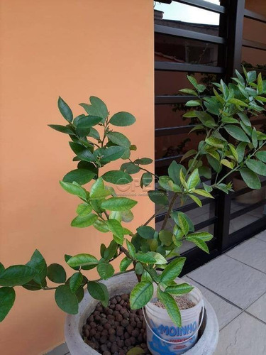 Sobrado Com 3 Dormitórios À Venda, 311 M² Por R$ 1.380.000,00 - Paraíso - Santo André/sp - So2293