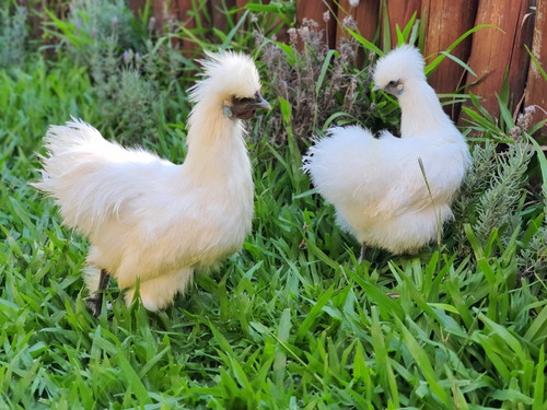 Imagen 5 de 10 de Gallina Japonesa (huevos Fertiles X Unidad)