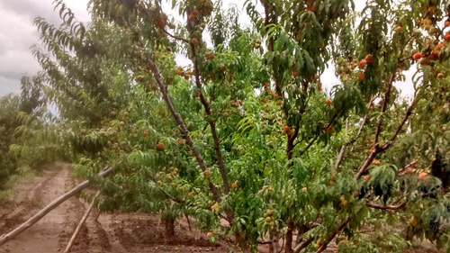 Imagen 9 de 13 de Propietario Venda Casa Y Finca De 17ha En San Rafael Mendoza